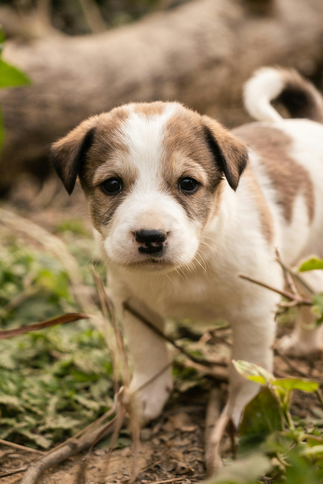 A cute adorable puppy