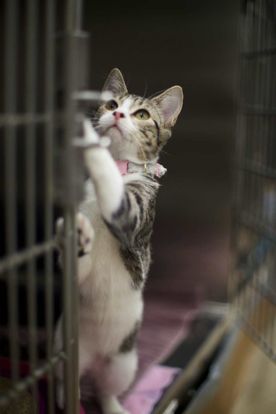a-tabby-kitten-reaches-for-a-latch-on-a-cage-x6mx2mty-1y