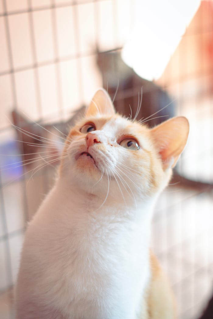 Charming ginger and white cat looking up inside a cage, symbolizing hope and adoption.
