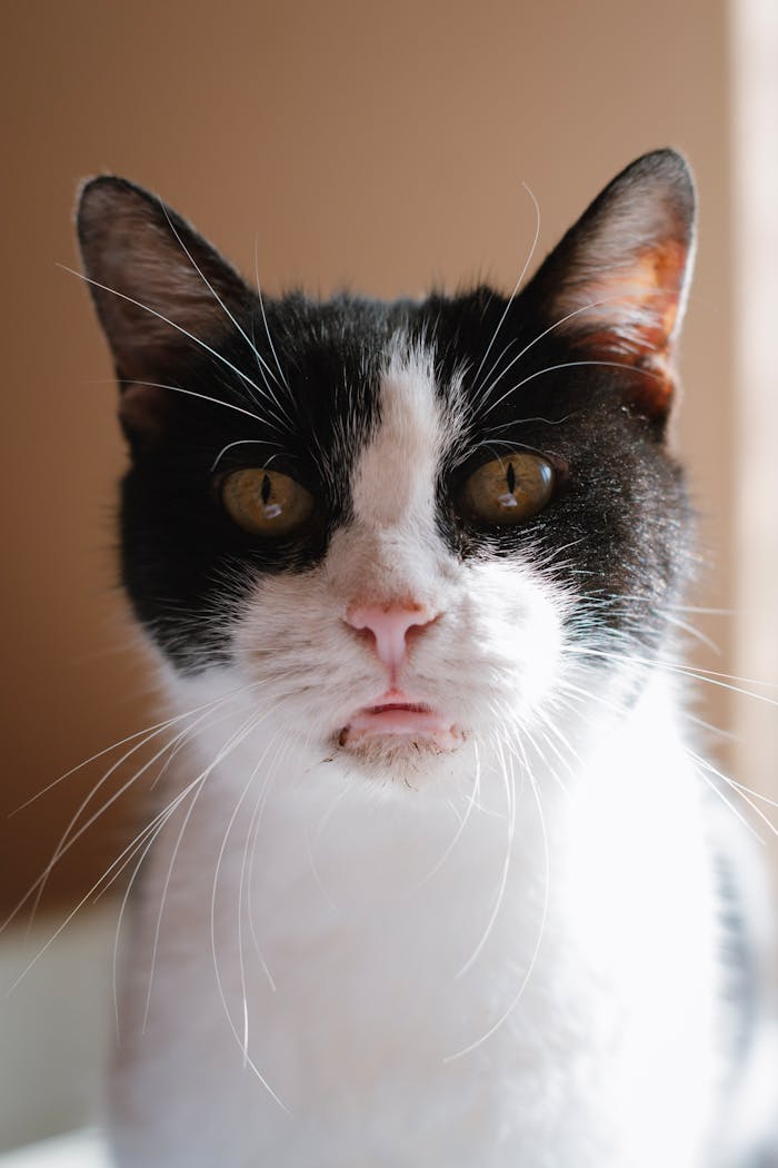 Charming black and white cat gazing directly at camera with soft lighting.