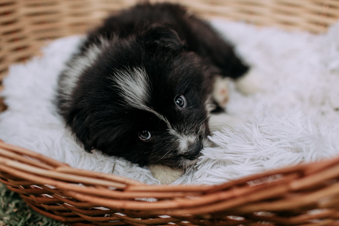 fluffy-black-and-white-puppy-resting-in-a-basket-exszdvtn148