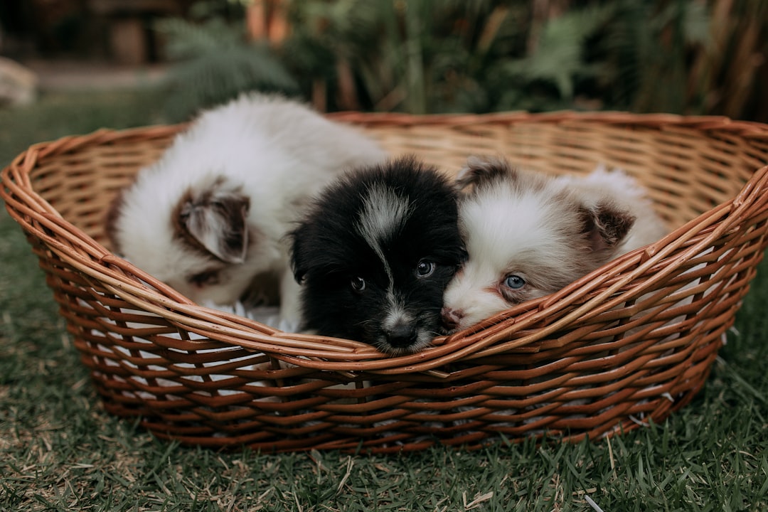 three-fluffy-puppies-nestled-together-in-a-woven-basket-xehc5lnytym