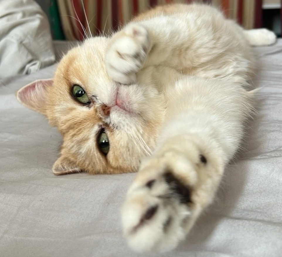 Cute Cat